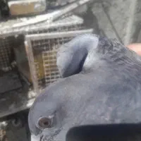 پلاکی نر ماده  و جوجه افتاب نخرد  سالم به شرط