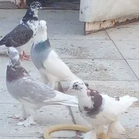 پرنده