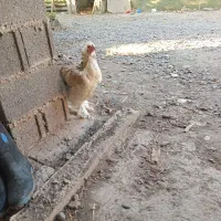 مرغ برهما