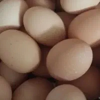 تخم مرغ محلی