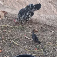 فروش مرغ تخم گذار