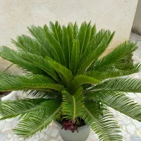 سیکاس یازده ساله با برگ های یک ماهه
