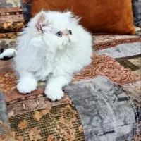گربه پرشین