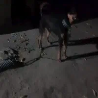 سگ‌دوبرمن‌اصل