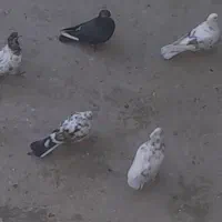 کبوتر|پرنده|مرند, |دیوار