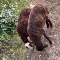 بره نر و‌ماده