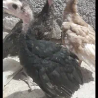 جوجه بوقلمون