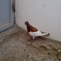 یهودی ماده