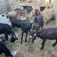 بز گیسه چند قلوزا درجه یک