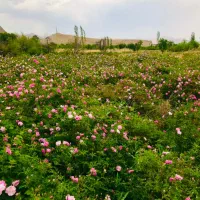 نیازمند فروشنده خانم جهت فروش گلاب و عرقیات
