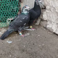 کفتر