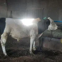 گاو