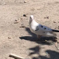 کبوتر