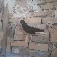 دمسفید
