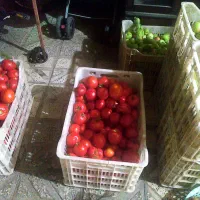 میوه|حراج|تاکستان, |دیوار
