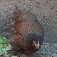 مرغ و خروس زیننتی غول پیکر