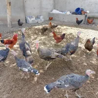 سه عدد بوقلمون ماده