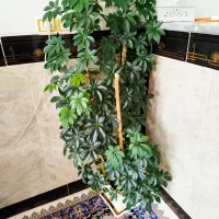 گل گیاه|گل و گیاه طبیعی|ثلاث باباجانی, |دیوار