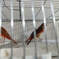 قناری|پرنده|شیراز, تندگویان|دیوار