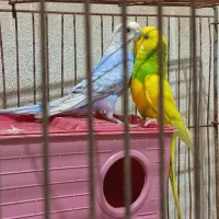 جفت مرغ عشق ریمبو
