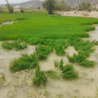 تخم چلتیک  چلتوک