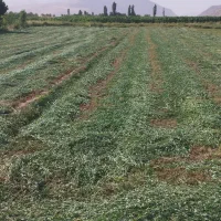 یونجه
