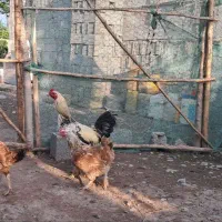 مرغ خروس جوجه اردک غاز نیمچه