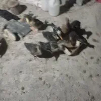 اردک