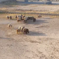 فروش|حیوانات مزرعه|دزفول, |دیوار