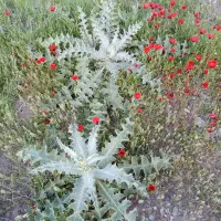 کاه زدن کیسه ای