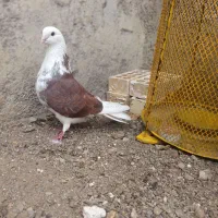 کبوتر
