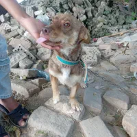 واگذاری‌حیوانات‌احلی