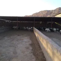 دامداری پروار بندی