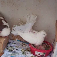چند تا کبوتر ساده و دم چتری و دوتا جوجه فوری فوری