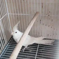 عروس هلندی آلبینو نر و ماده