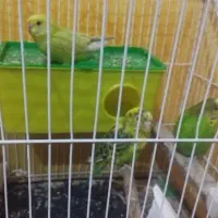 سه عدد مرغ عشق یه جفت نر و ماده مولد
