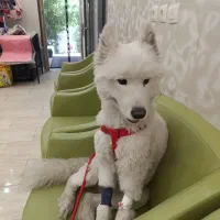 نیازمند سگ با هزینه برای انتقال خون