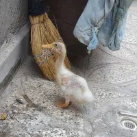 اردک