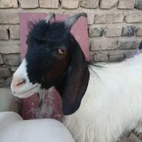 بز ماده
