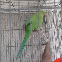 طوطی ملنگو ماده