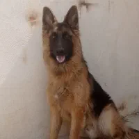 سگ ژرمن شولایین نر