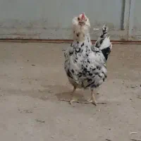 مرغ و خروس گلین