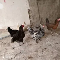 مرغ بومی تخم گذار جوان