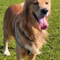 گلدن رتریور نره ۲ ساله ی اصل با فرمان پذیریه بالا