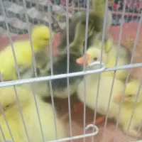 جوجه قوغاز