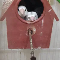 فنچ بنگالی روی تخم