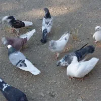 قیمت جفتی ۵۰۰ تومن
