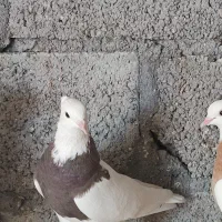 طوقی|پرنده|بندرعباس, |دیوار