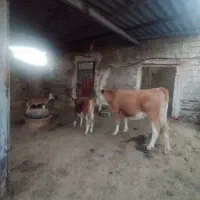 گاو گوساله نر سمینتال