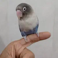 جفت برزیلی مولد